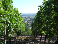 Blick durch Weinreben auf Radebeul