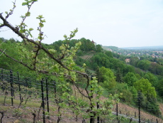 Blick ins Elbtal, Radebeul