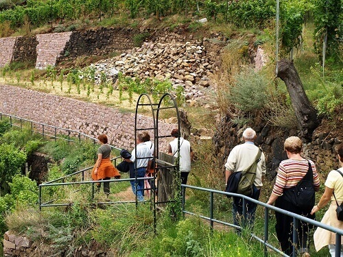  Randonnée viticole culinaire à travers Radebeul-Oberlößnitz 