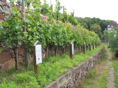 Weinlehrpfad in Radebeul