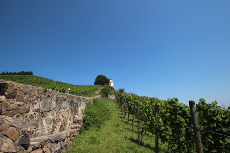 Blick zum Jacobstein Radebeul