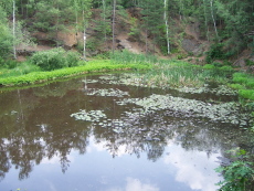 Seerosenteich in Radebeul