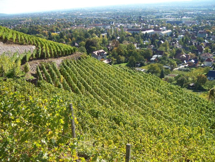  Apprenez beaucoup de choses sur la viticulture et découvrez trois vignobles d... 