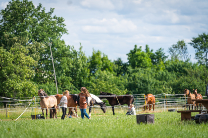 Pferde beim Karl May Fest 2018