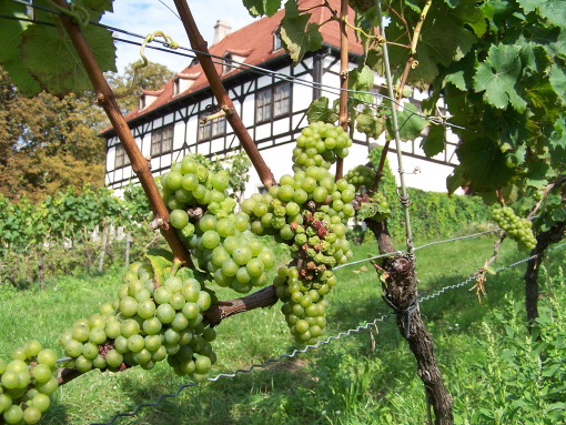 Podczas wędrówki przez Oberlößnitz, Radebeul pokazuje się z najpiękniejszej s... 